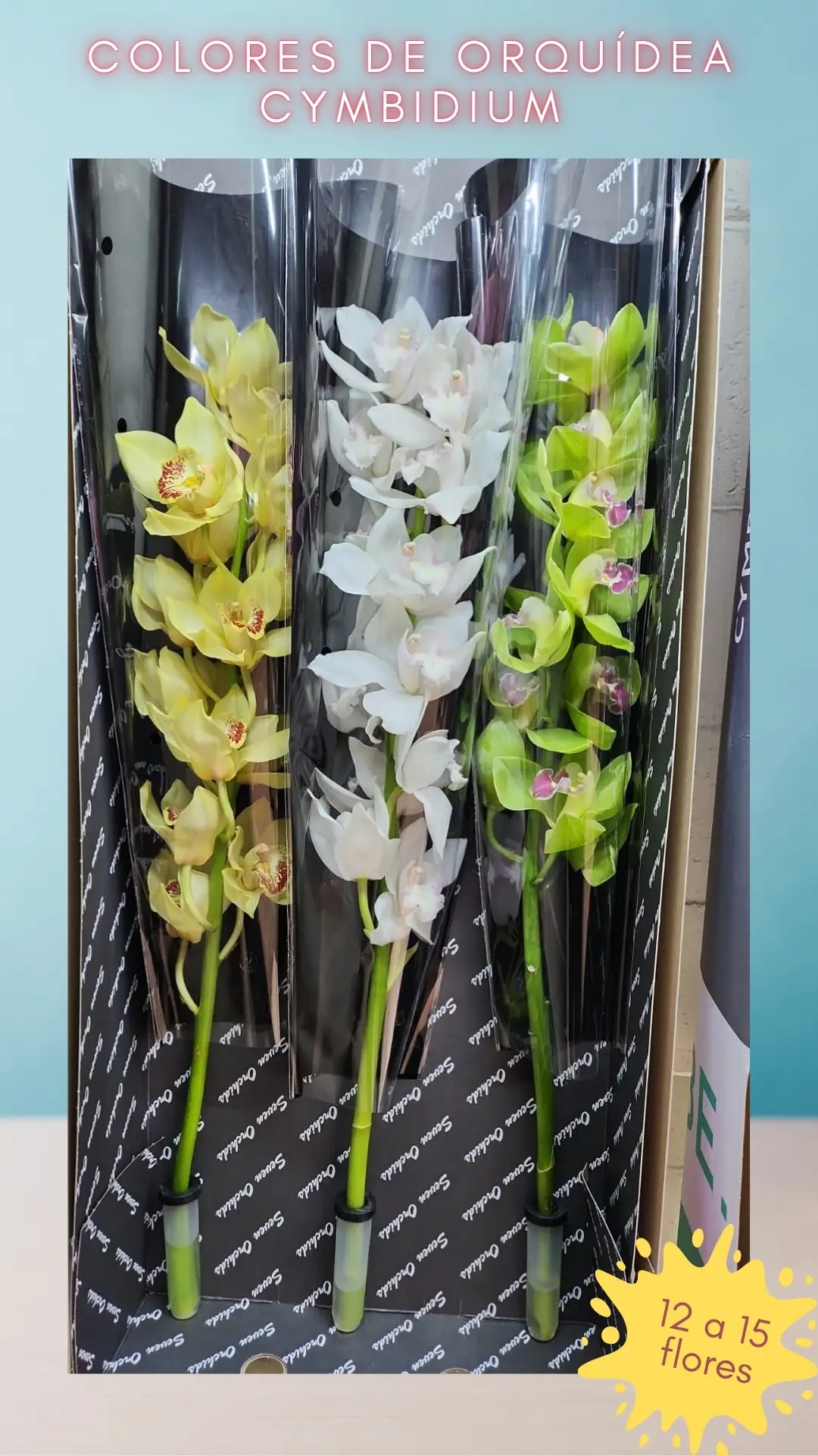 colores de orquídeas cymbidium