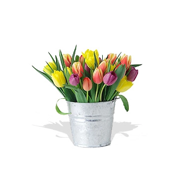 Cubeta con Tulipanes !