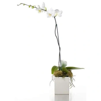 Florerias coyoacan orquídea blanca DOBLE TALLO !