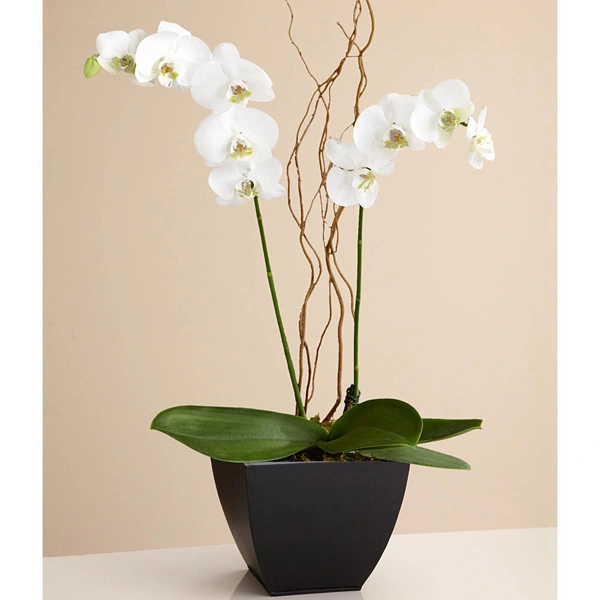 Envia flores méxico orquidea blanca maura !