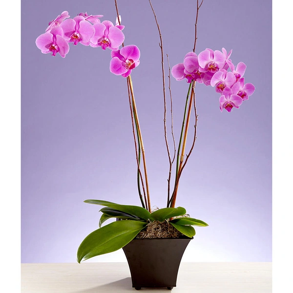 Arreglos florales a domicilio orquídea fucsia Doble Tallo Giana !