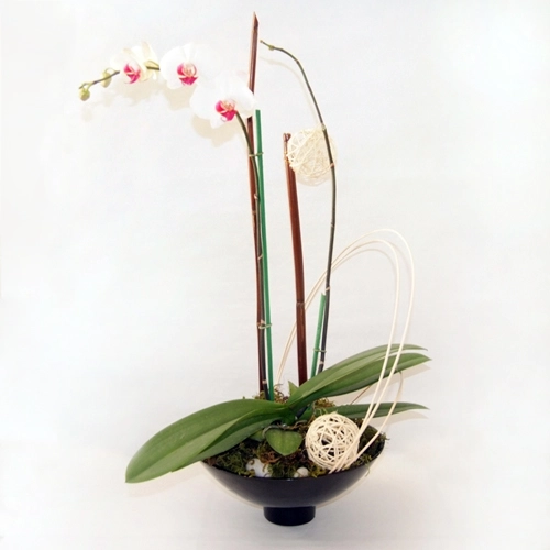 Envia flores orquídea blanca DOBLE TALLO