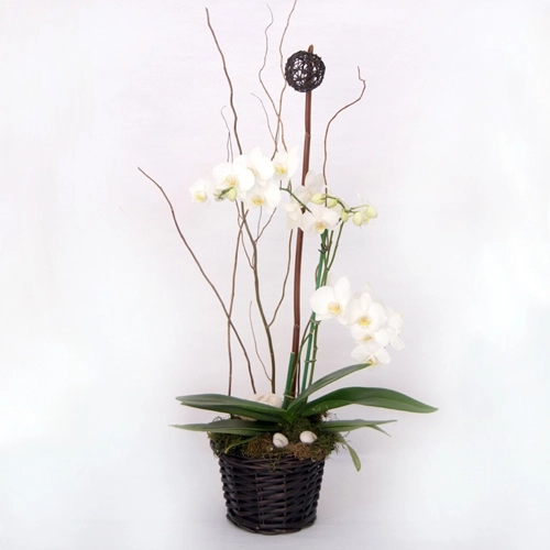 Arreglo de orquídea blanca forever !