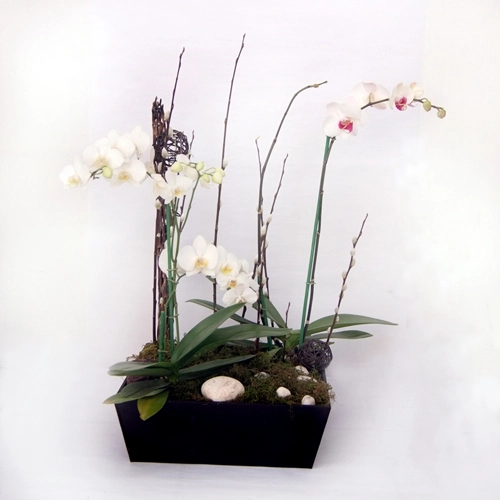 Arreglo floral de orquídeas blancas acuario !