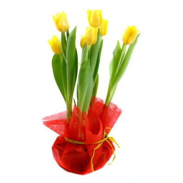 Tulipanes Amarillos en Base de Cerámica !