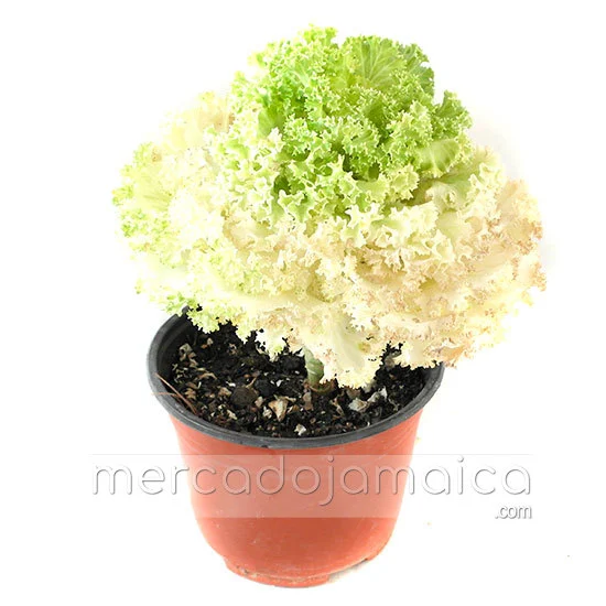 Planta Flor de Col Verde