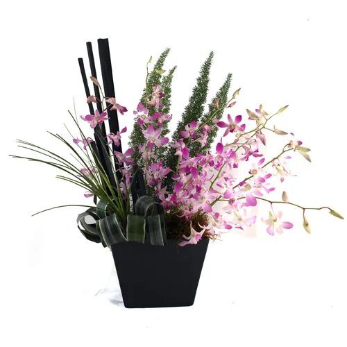 Enviar Flores Orquidea Dendrobium !