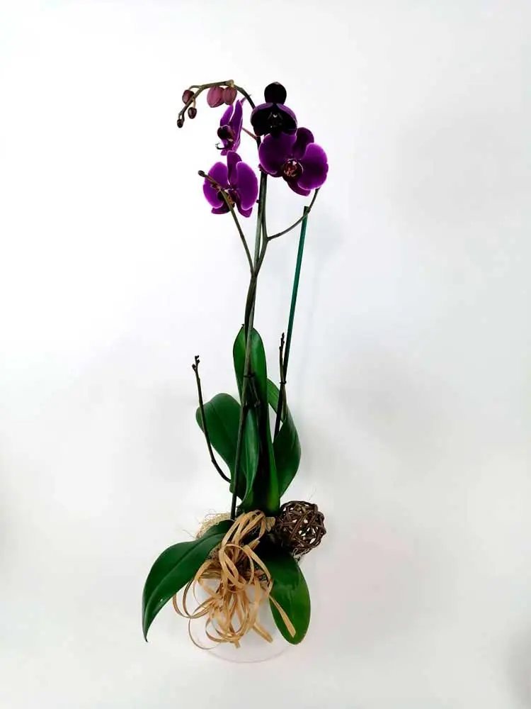 Orquídea Morada DOBLE TALLO