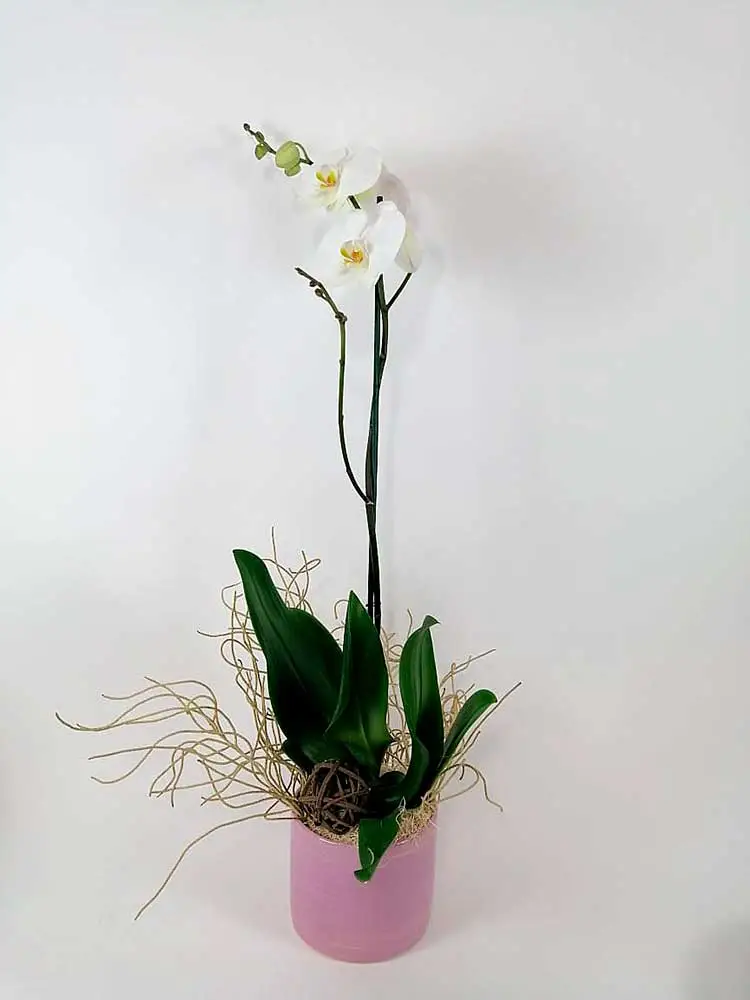 Orquídea Blanca Italia DOBLE TALLO
