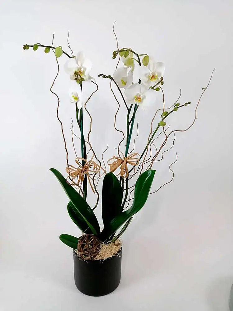 Orquídeas Blancas Panamá DOBLE TALLO
