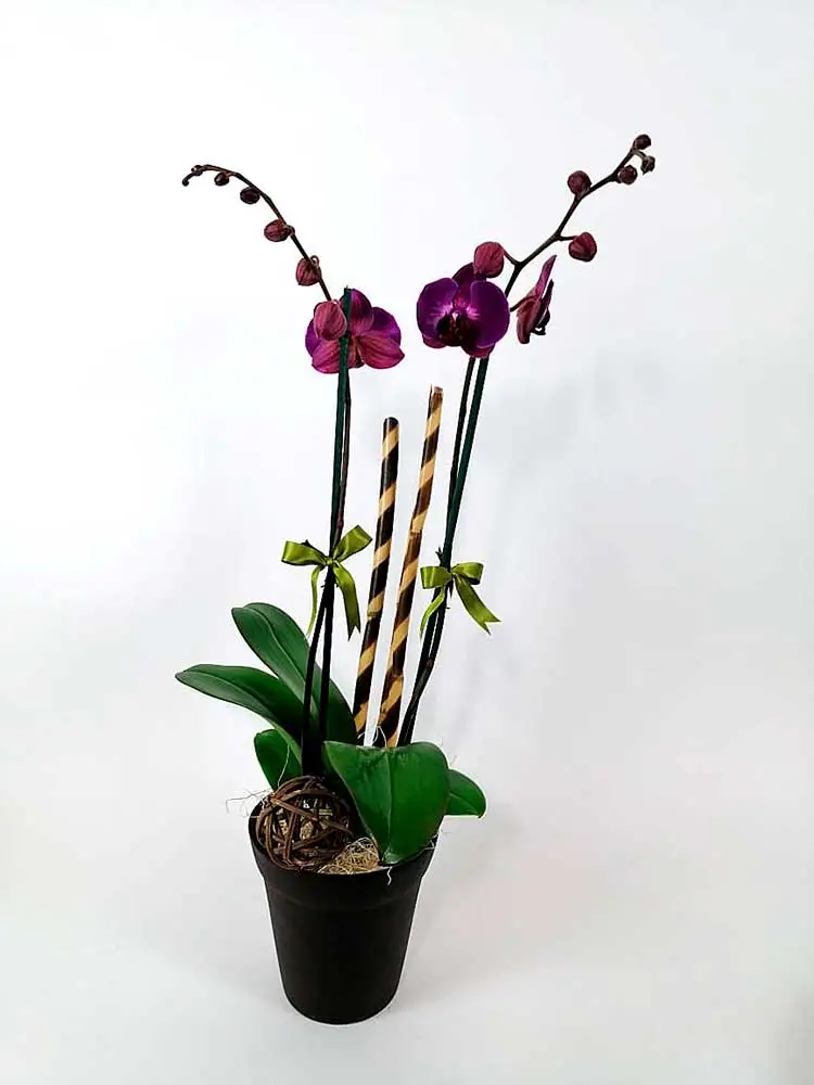 Orquídeas moradas DOBLE TALLO Selé