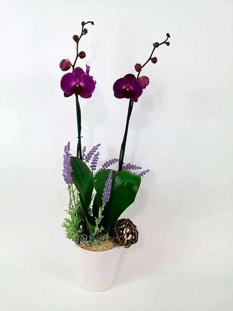 Orquídea morada phalaenopsis DOBLE TALLO