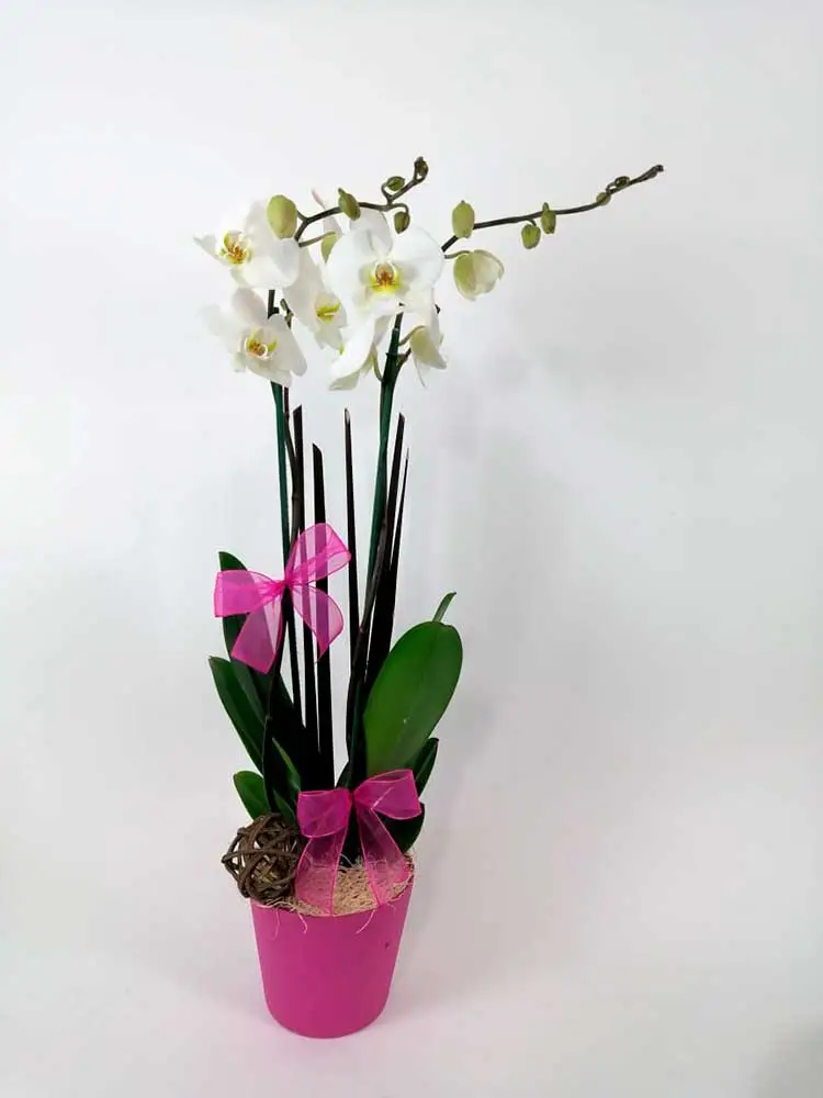 Orquídea Blanca DOBLE TALLO