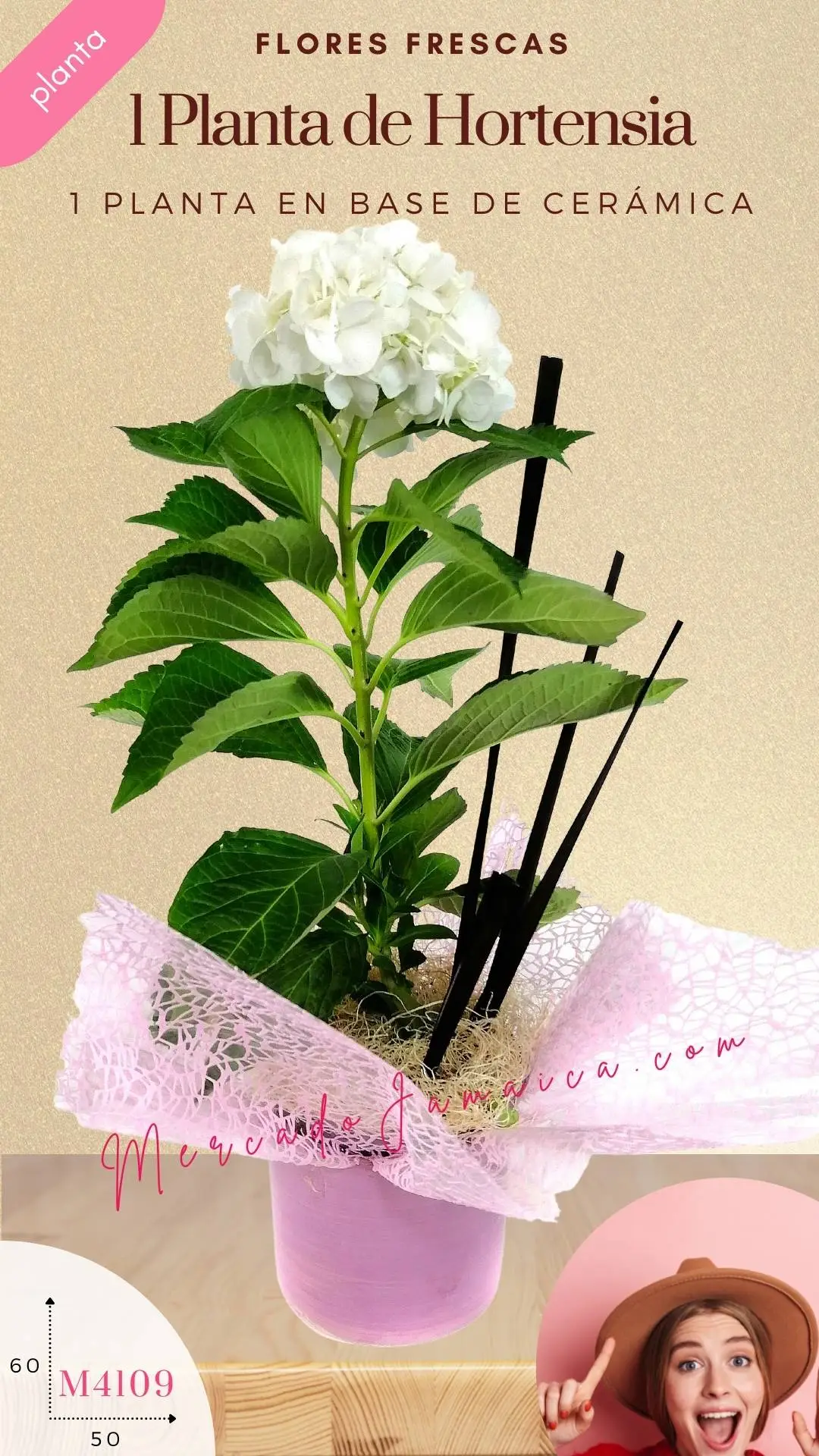 Planta Hortensia Blanca Decorada