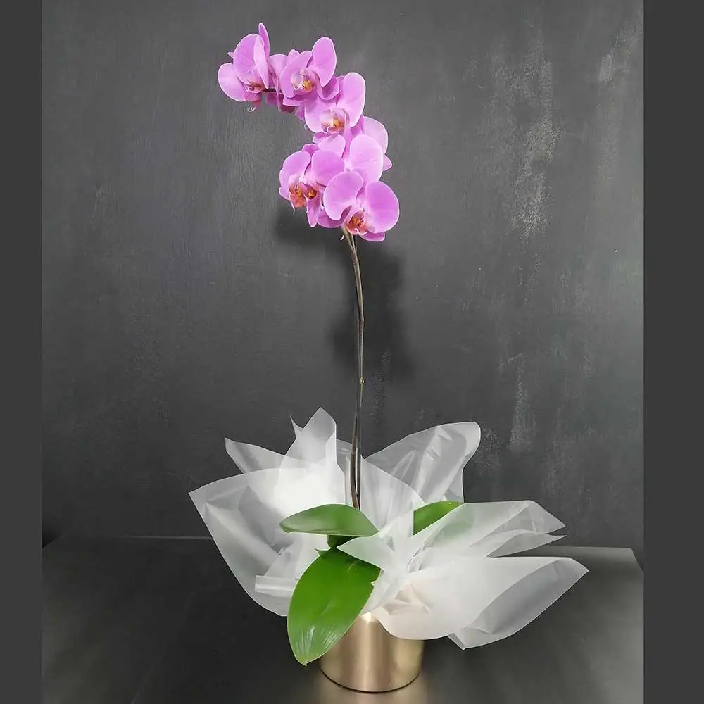Orquídea Lila Encanto Dorada