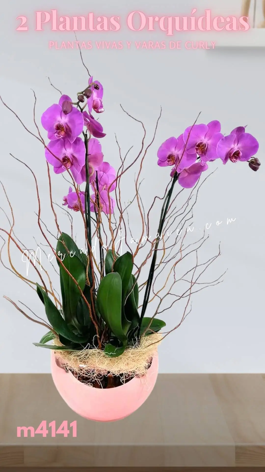 Arreglo con 2 orquídeas phalaenopsis lila DOBLE TALLO