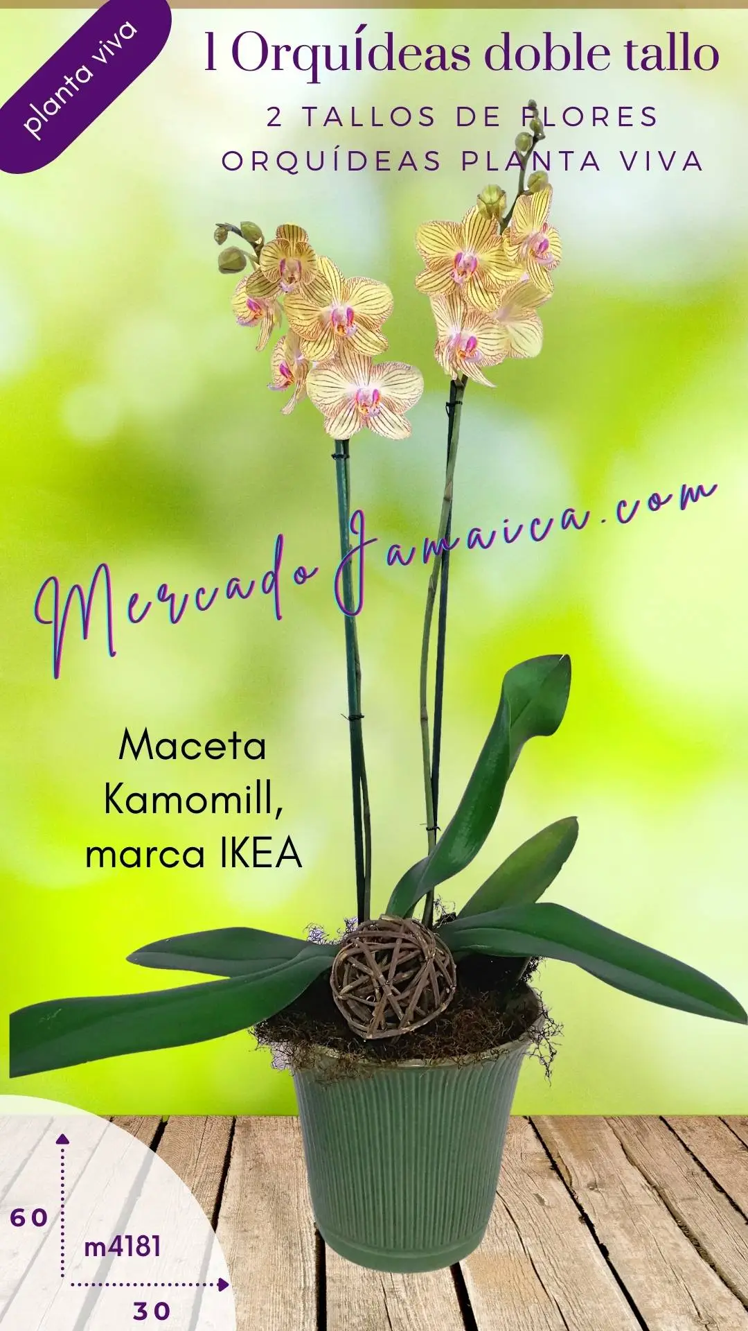 Orquídea Base Ikea Verde