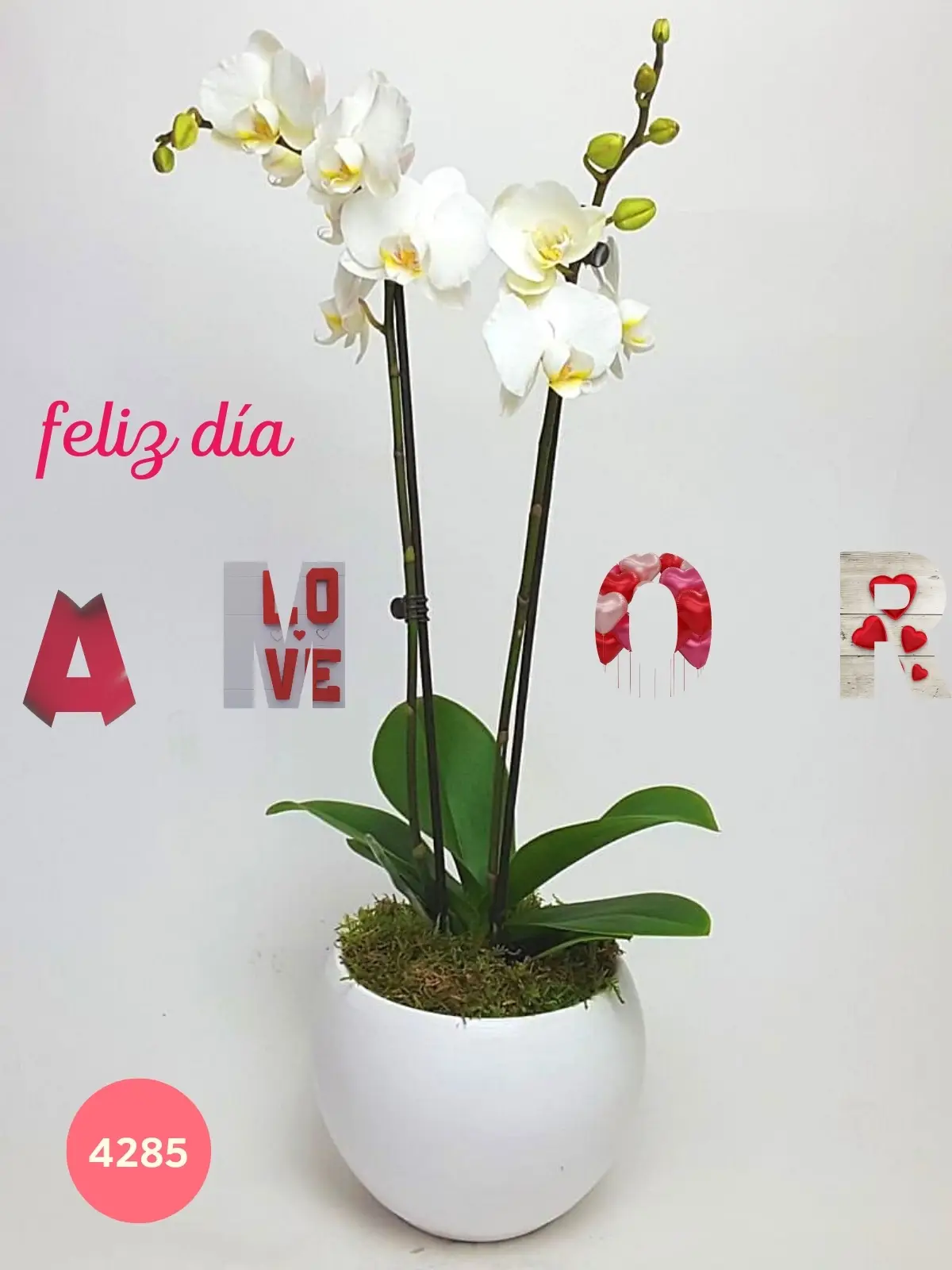 10 Mayo Orquídea Clásica Blanca