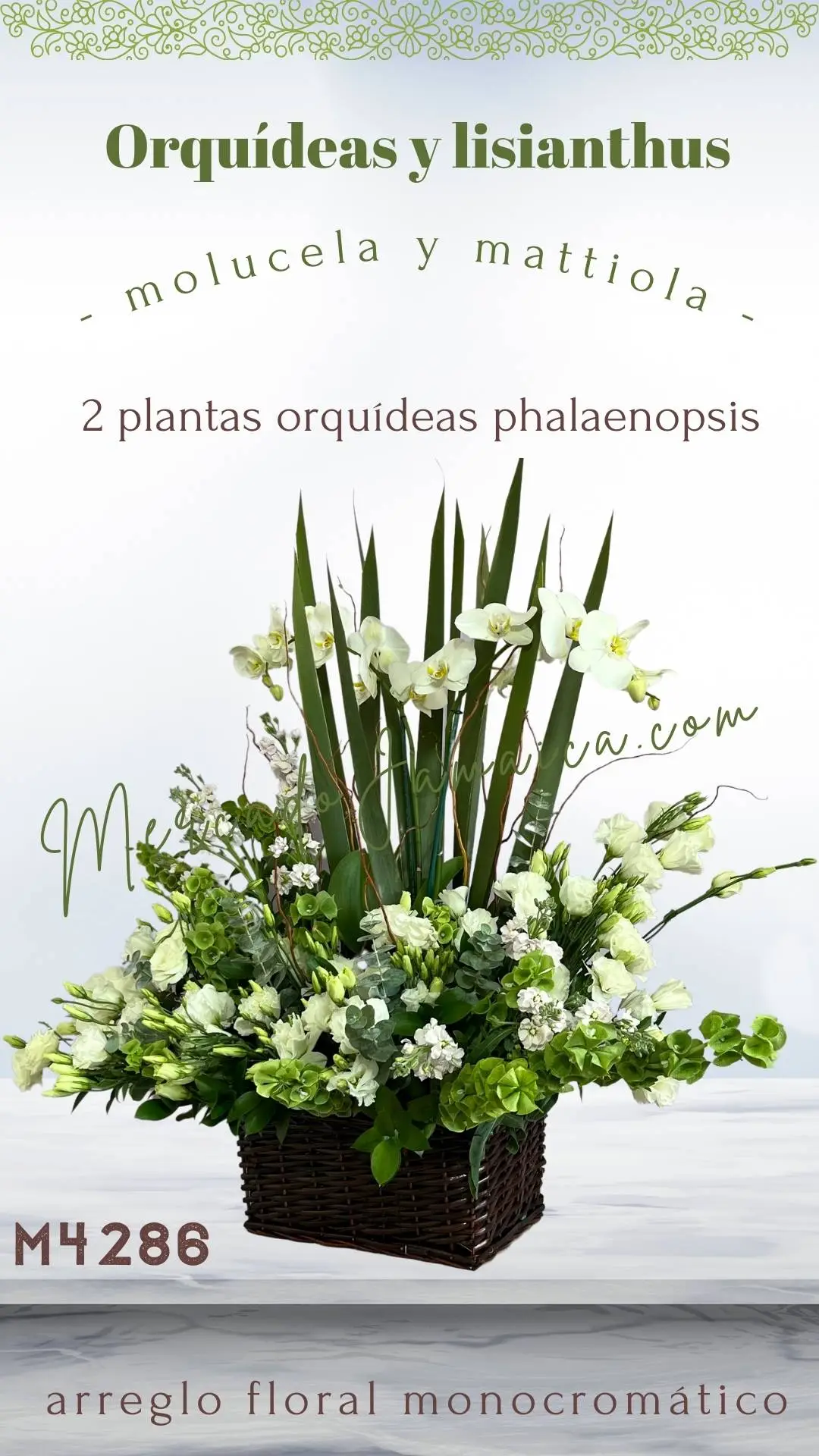 Arreglo con 2 orquídeas blancas planta viva